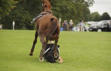 Rosie-Thomas-Barrys-Best-fall.jpg