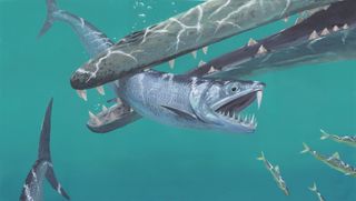 A painting of the 45-million-year-old saber-toothed anchovy Monosmilus chureloides chasing a shoal of smaller anchovies … until the early whale Dalanistes snaps it up.