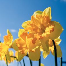Yellow daffodils against a blue sky