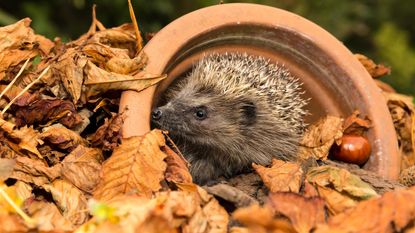 Wild, Native Hedgehog in Autumn leaves inside a Plantpot