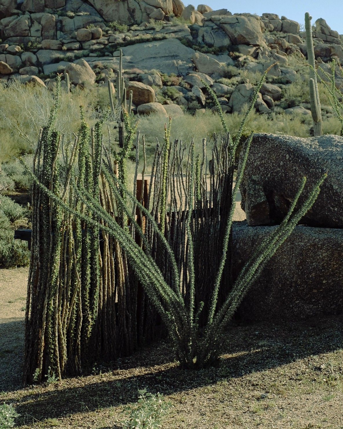Scenes from an Arizona desert filled with rocky clusters, sculptural cacti, and occasional passersby.