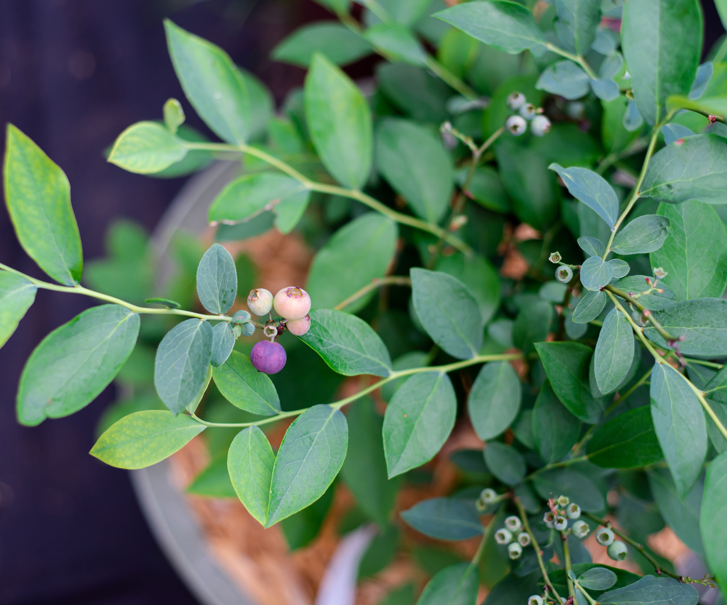 blueberry in pot from overhead angle