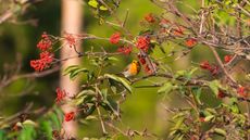 A large rowan tree in a sunny garden with red berries and a perched robin