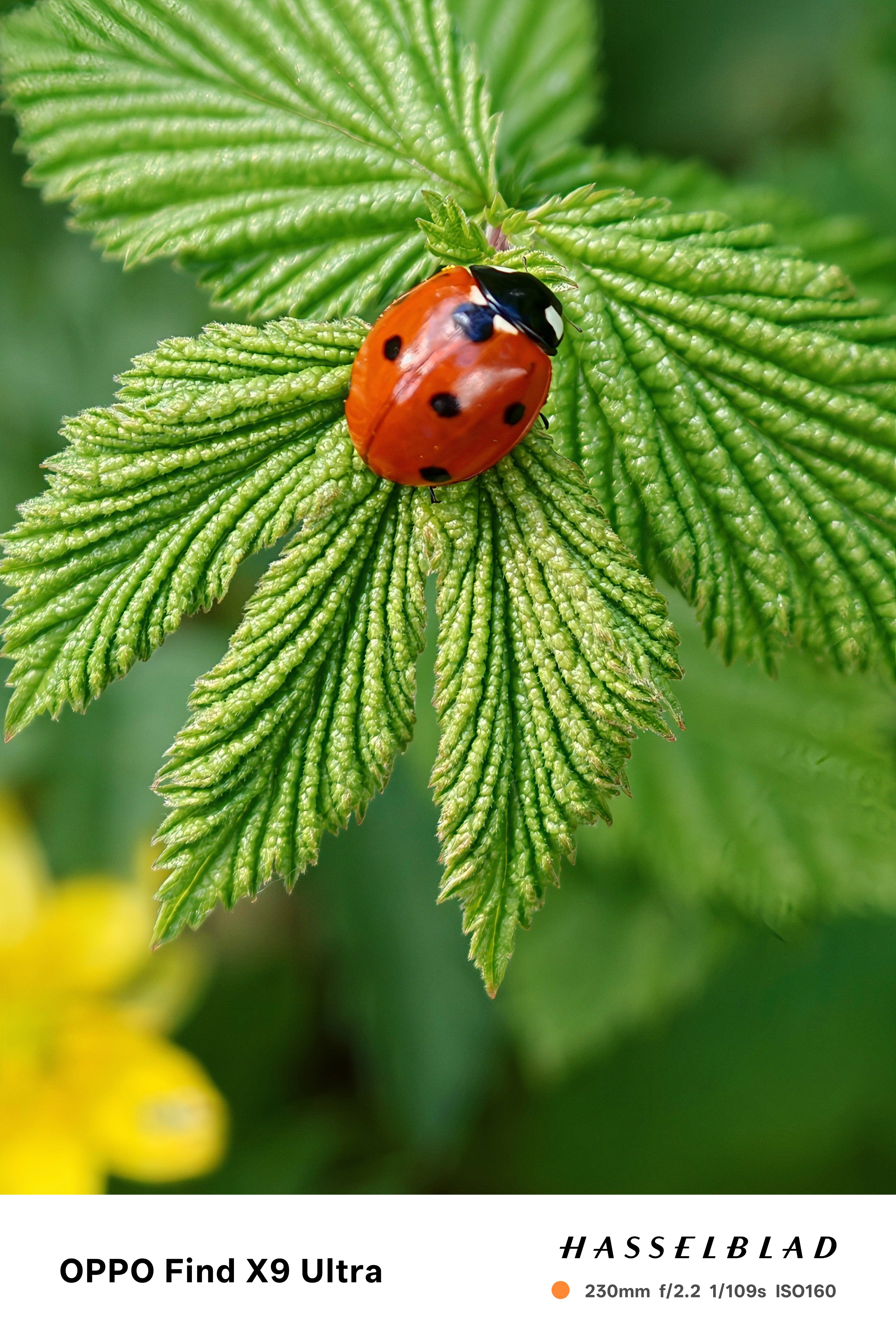 Close up of a ladybird on a leaf