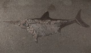fossil of an ichthyosaur up for auction