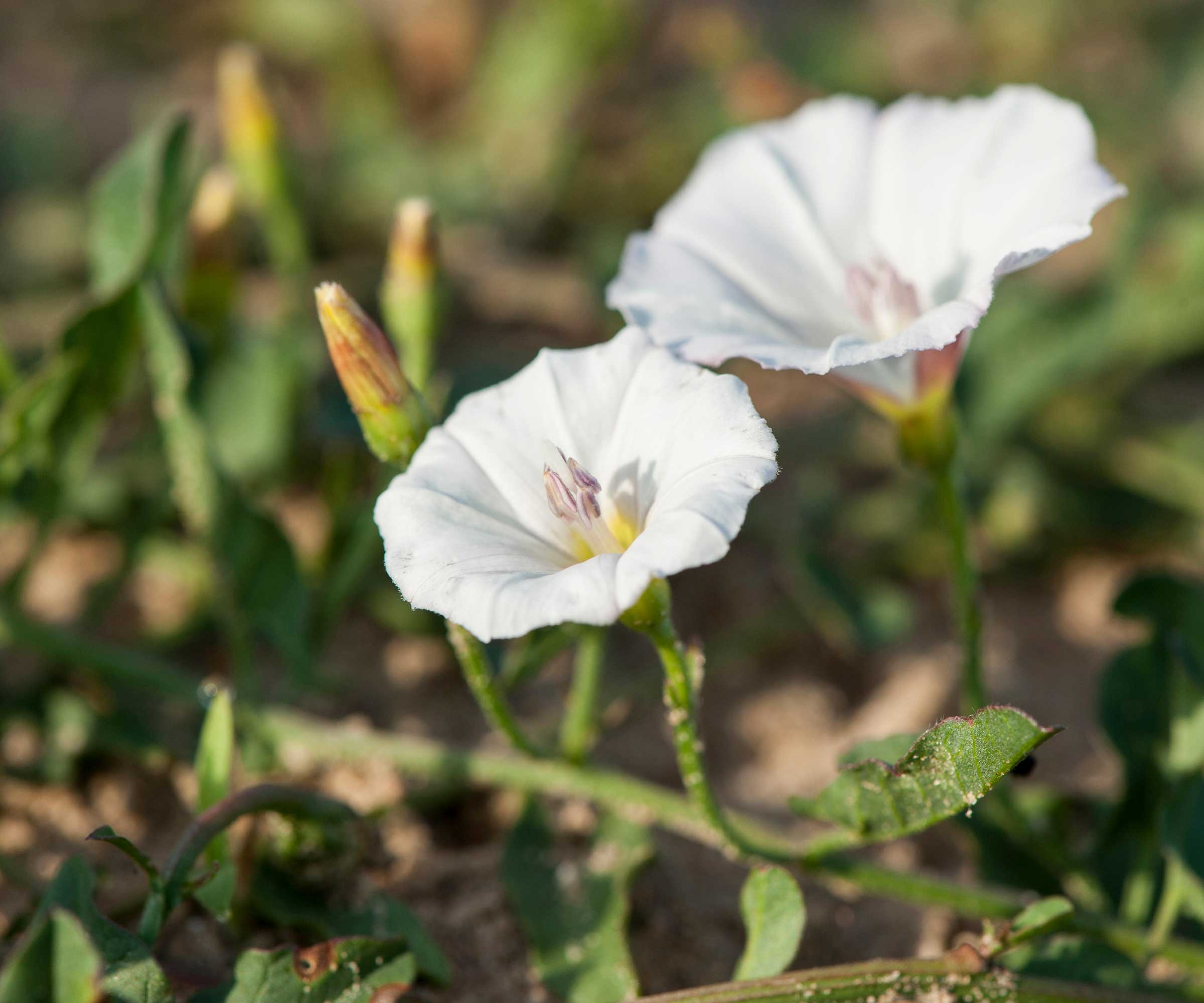 field bindweed