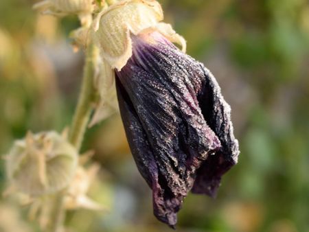 Wilted Hollyhock Plant