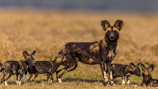 A mother African wild dog with her puppies on the savanna.