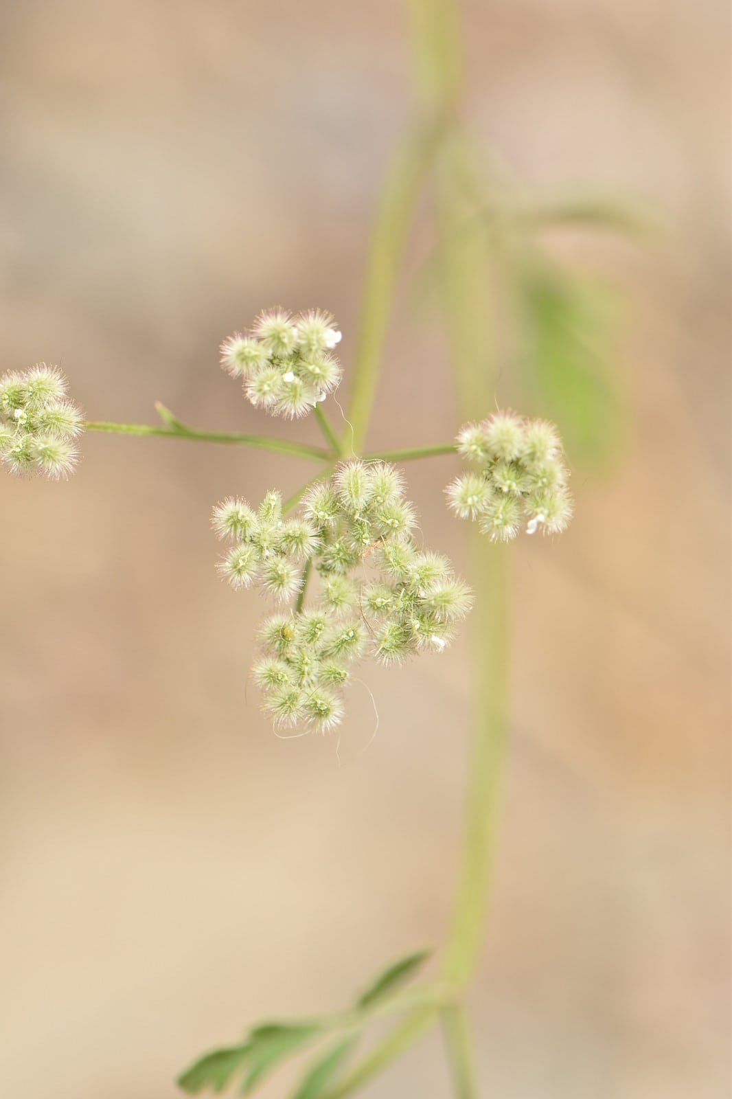 hedge parsley