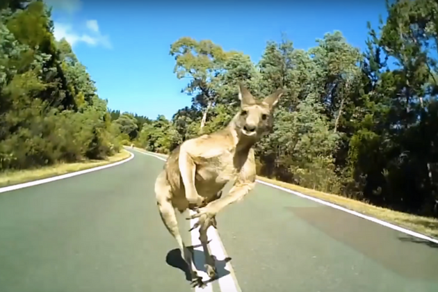 We ride hot sale kangaroo