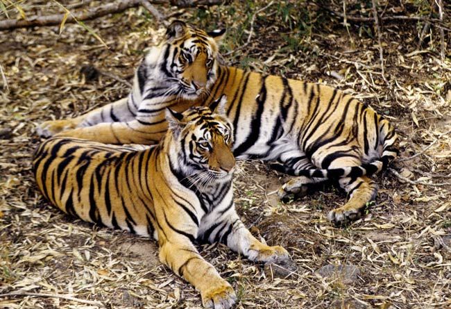 tigers, tiger conservation, endangered species, big cats, india, tiger conservation conference, tiger summit