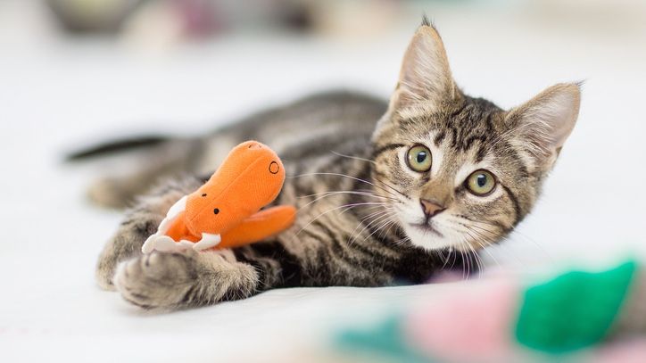 JENX TOYS Voice Recognition Gesture Sensing Electronic Robot Kitten Cat Pet Toy 