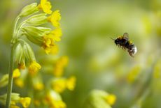 A Buff-tailed Bumblebee (Bombus terrestris) flying towards a cowslip. Credit: Stephen Dalton / naturepl.com