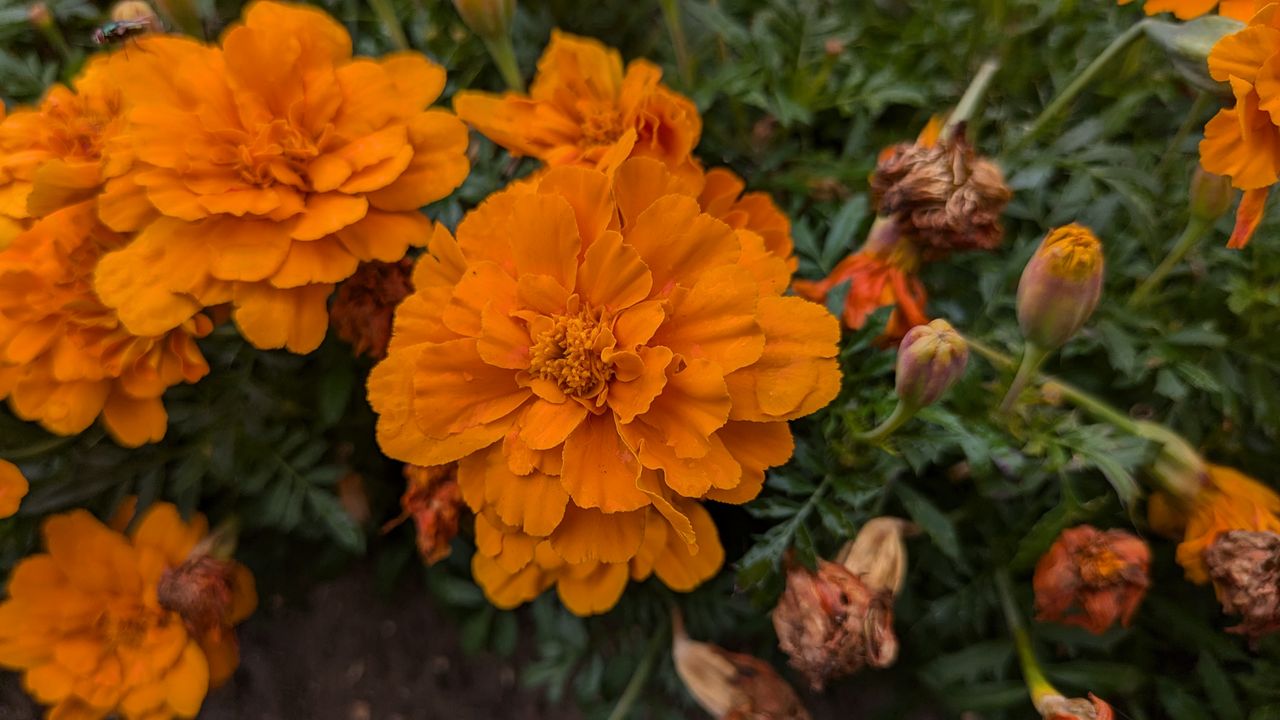 200 photos pixel 9 vs pixel 8a - macro shots on pixl 8a