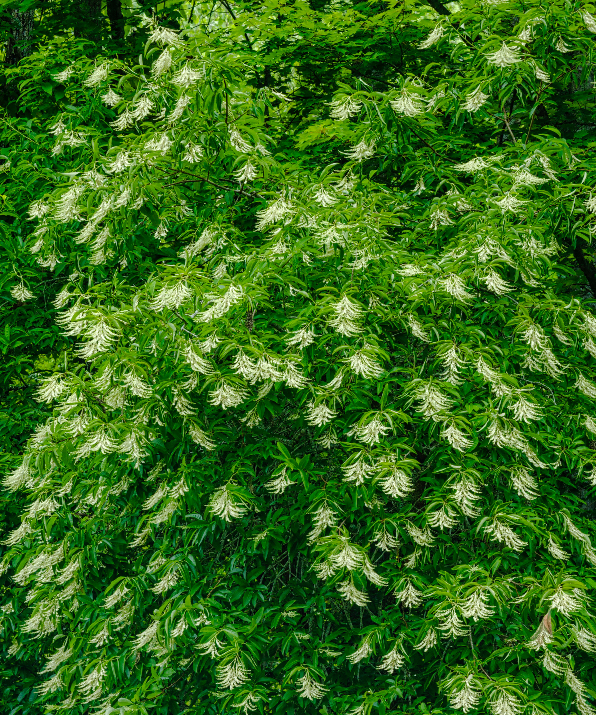 Sourwood Tree in Bloom in the Great Smoky Mountains