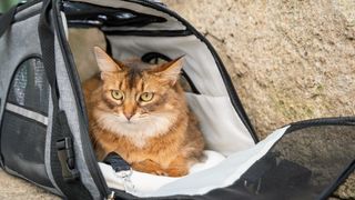 A cat lying in a mesh cat carrier with a concerned expression