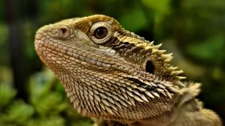 Close up of bearded dragon