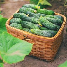 Cucumbers in a basket