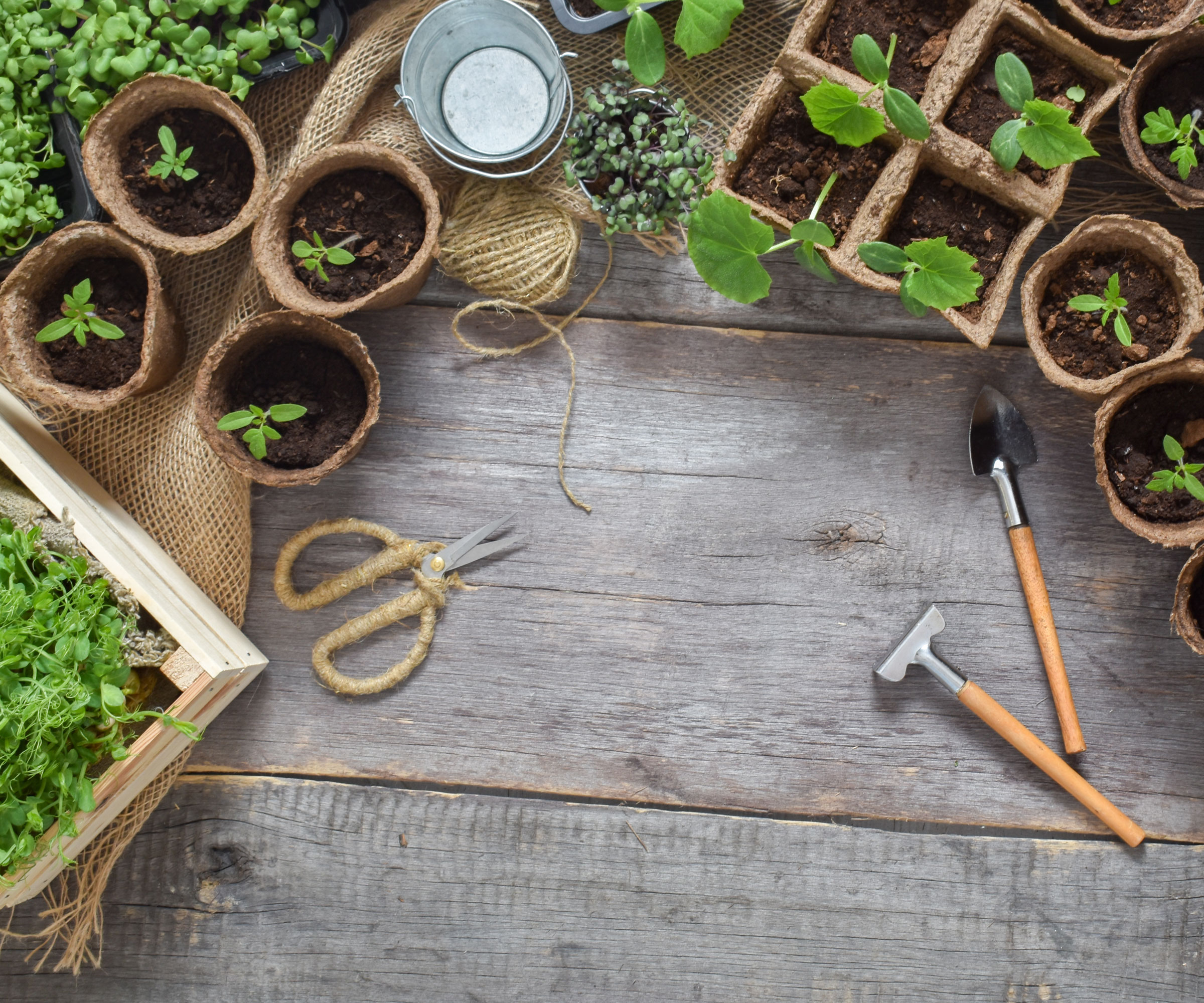 selection of seedlings planted in biodegradable pots with twine and garden scissors
