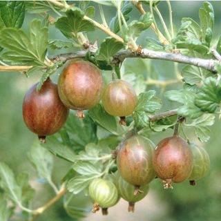 Gooseberries growing on gooseberry bush