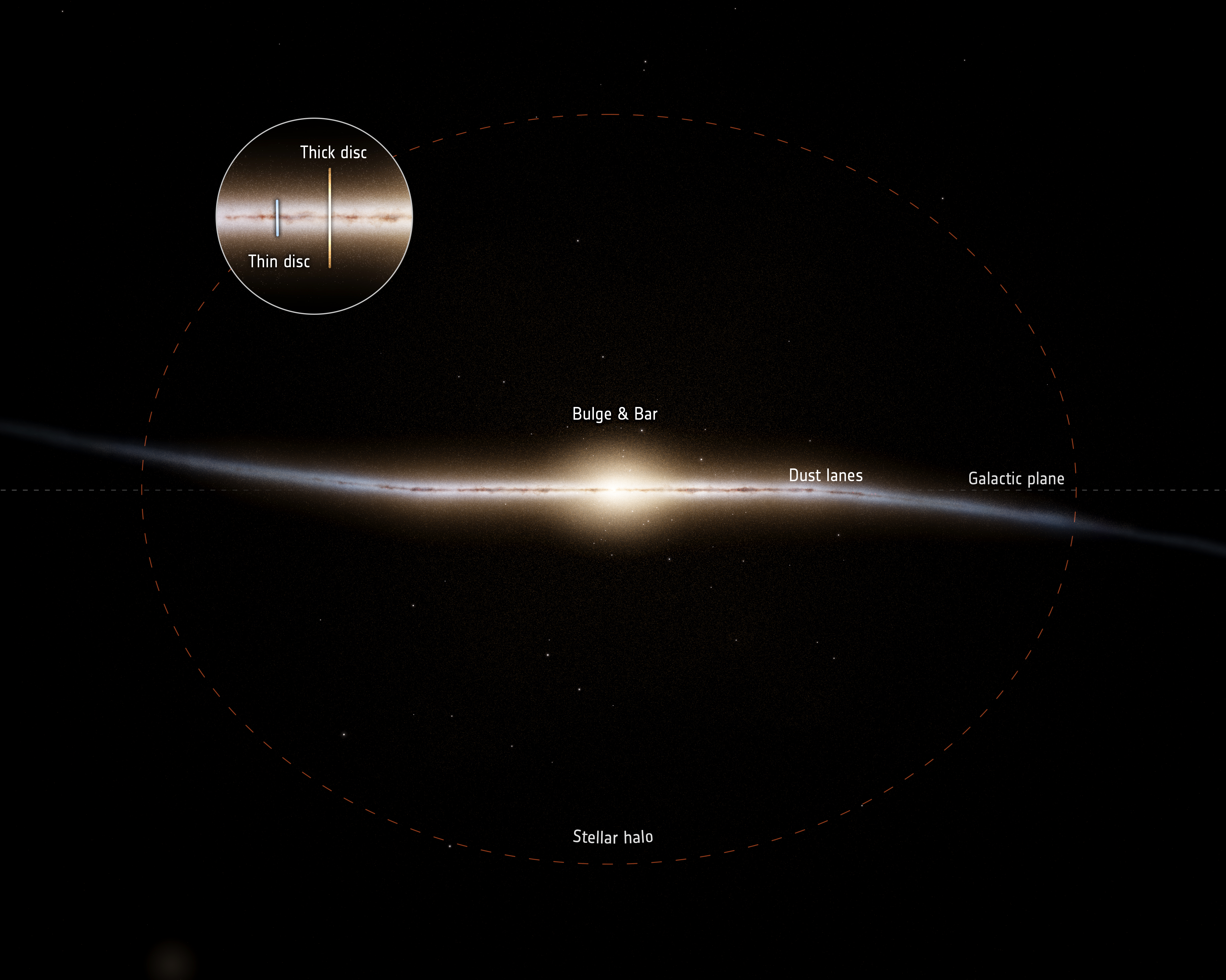 An illustration showing the anatomy of the Milky Way, with a great bulge in the middle and two disks of stars (the thick disk and the thin disk) on either side.