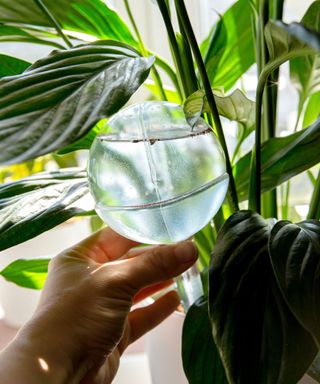A hand placing a watering globe into a houseplant