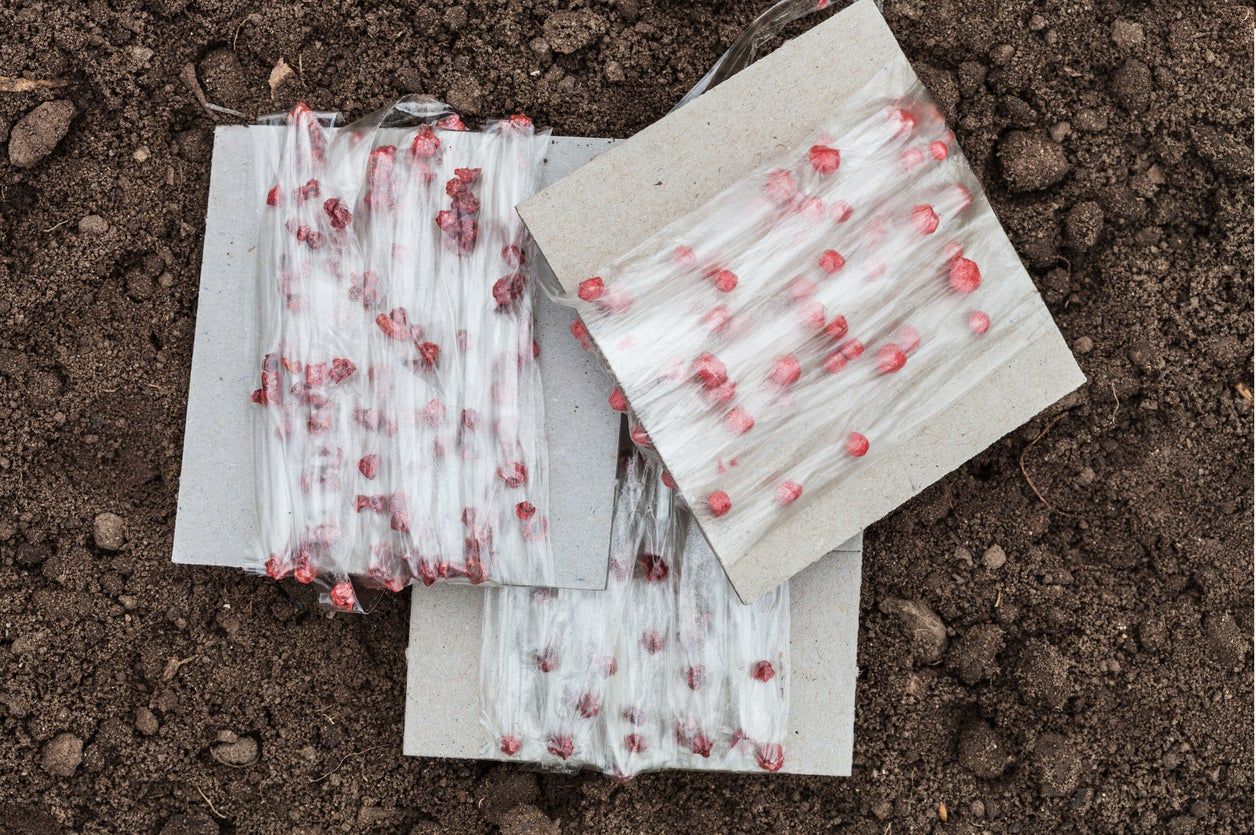 Rolls Of Seed Tape In The Garden