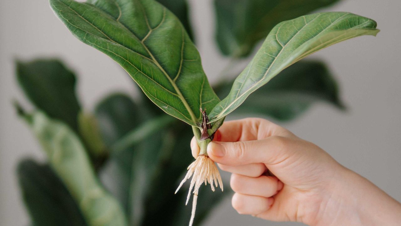 A hand holding a rooted fiddle leaf fig cutting in front of a fiddle leaf fig