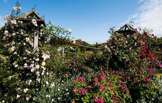 RHS Rosemoor