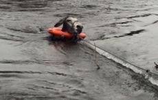 donkey rescued from flood