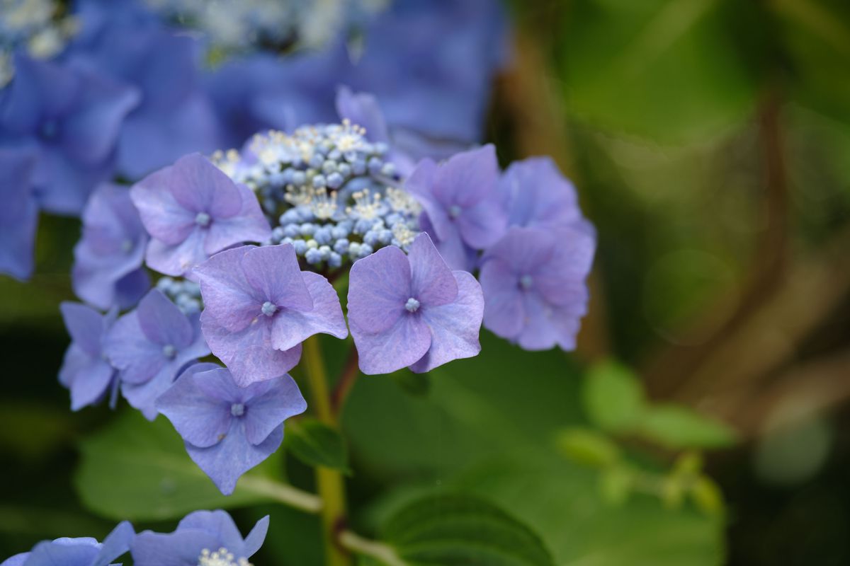 Viltrox AF 90mm F2.2 EVO and Fujifilm XF 90mm f/2 R LM WR lens comparisons: closeup of purple hydrangea with background foliage