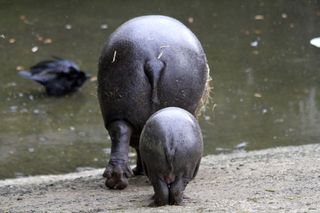 Pygmy hippos show their rears