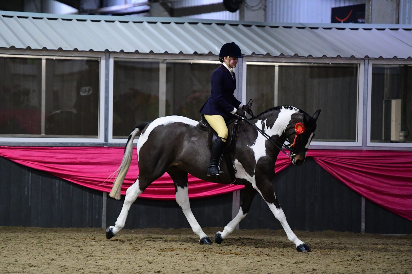 HorseNo142_Showing_PN19_2547_272076132_465343851-e1556051178921.jpg