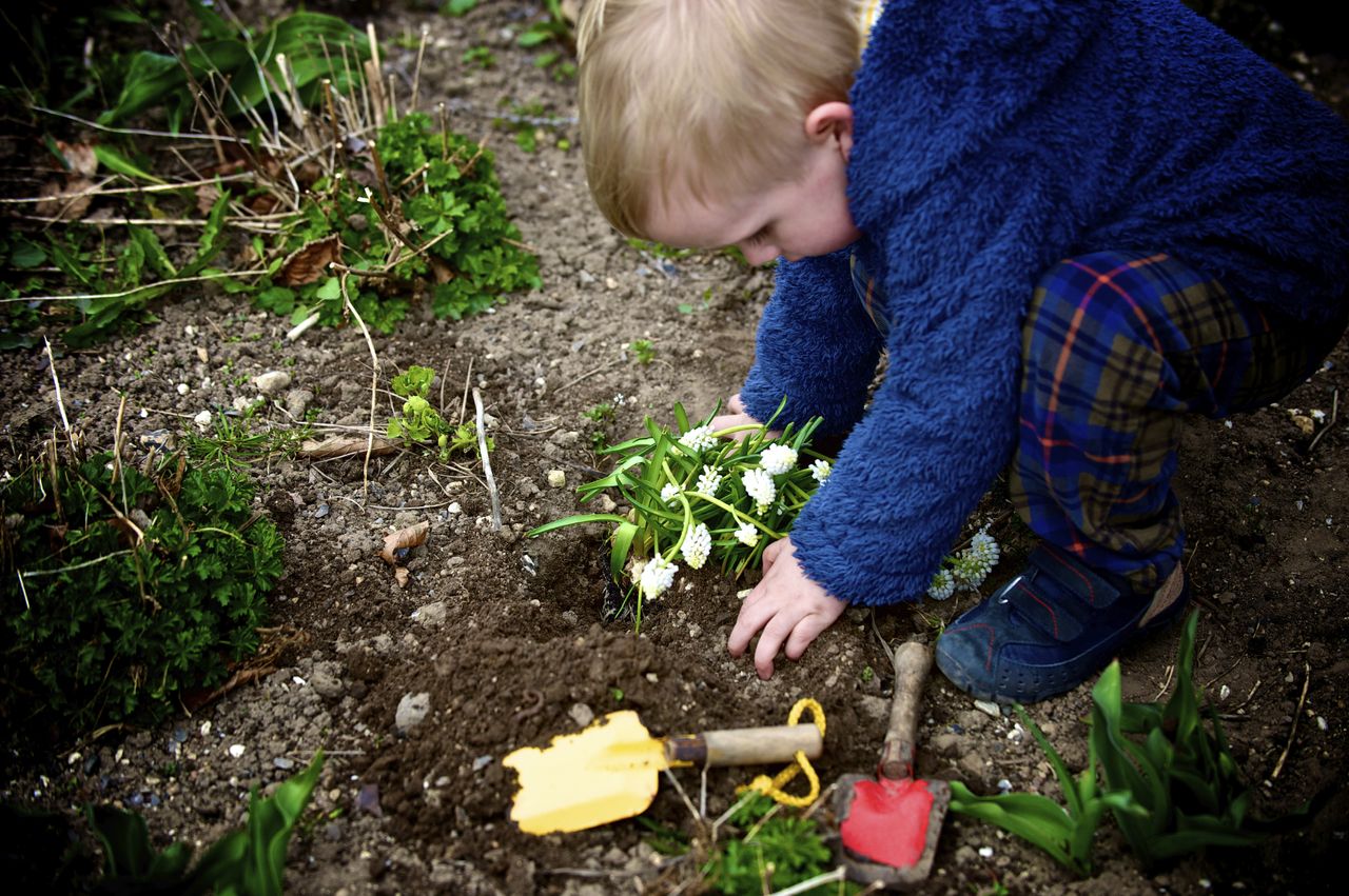 Young Child Planting Flowers In A Garden