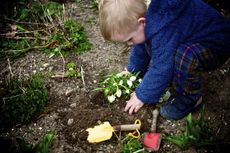 Young Child Planting Flowers In A Garden