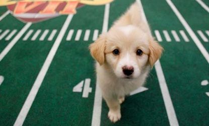 At the Puppy Bowl IX everyone's a winner!