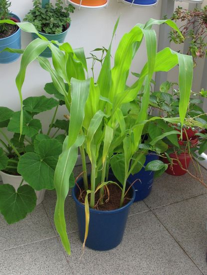 Corn Growing In A Container Surrounded By Other Pots Full Of Plants