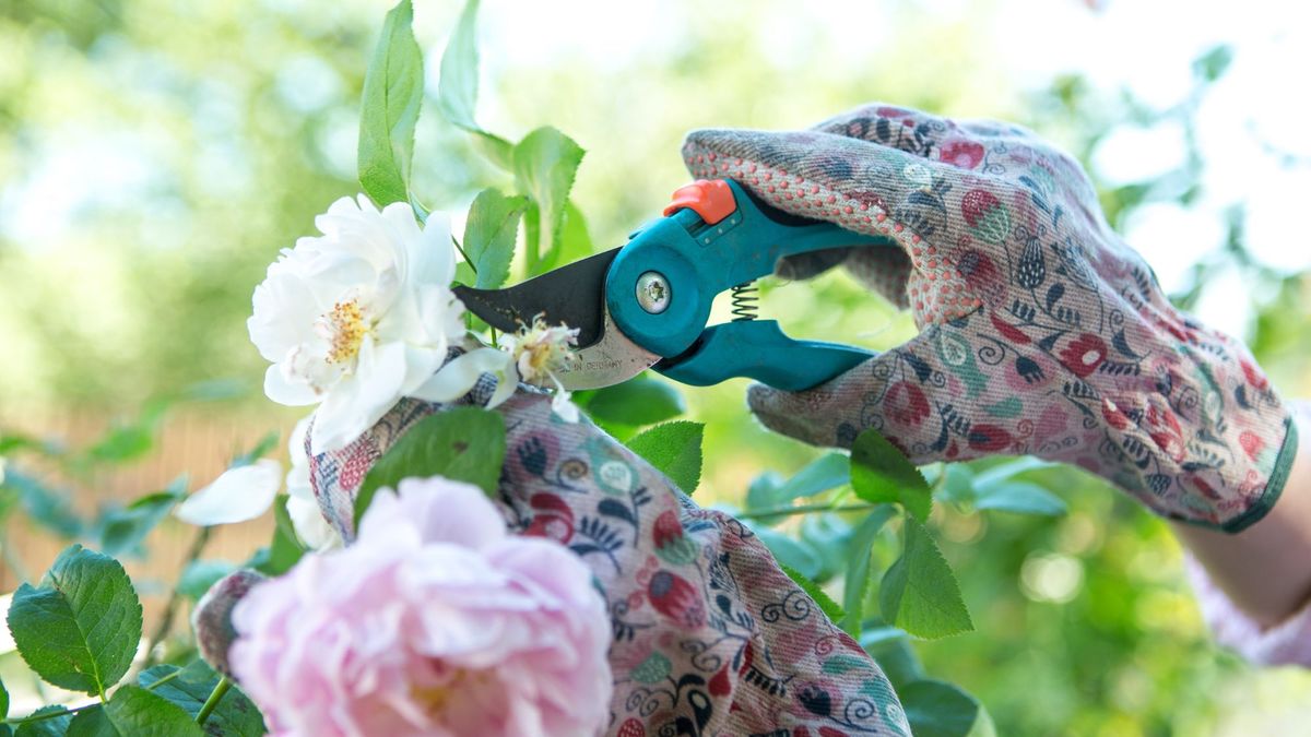 My Husband Is a Professional Gardener – And He Says I Need to Stop Being So Timid When Deadheading