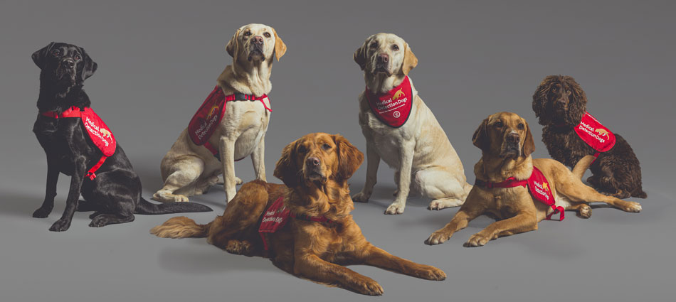 Six Medical Detection Dogs of different breeds — including Labradors, Golden Retrievers, and a Spaniel — wearing matching red training vests, posed against a neutral grey background.