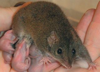 Female brown antechinuses usually produce only one litter of eight young in a lifetime.
