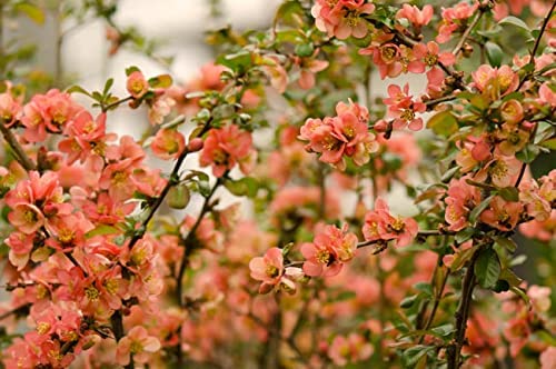Tristar Plants - Cameo Japanese Flowering Quince 1 Gallon - Chaenomeles Japonica, Estblished Healthy Roots - Quince Bush - Chaenomeles - Live Plant, Bonsai, Indoor Plant, Delicious Quince Fruit
