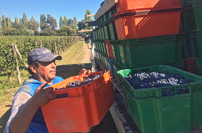 Argentina 2018 vintage