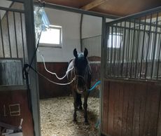 UA_horses_need_help2.jpg