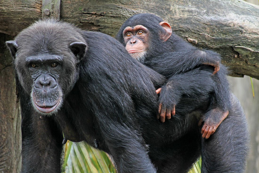 chimpanzee vs bonobo table