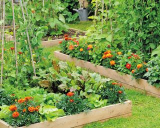 Raised vegetable beds with companion planted marigolds