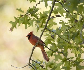 Red cardinal perching in an oak tree