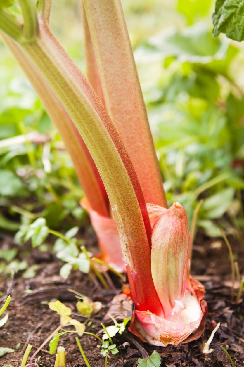 Sunrise Rhubarb Plant