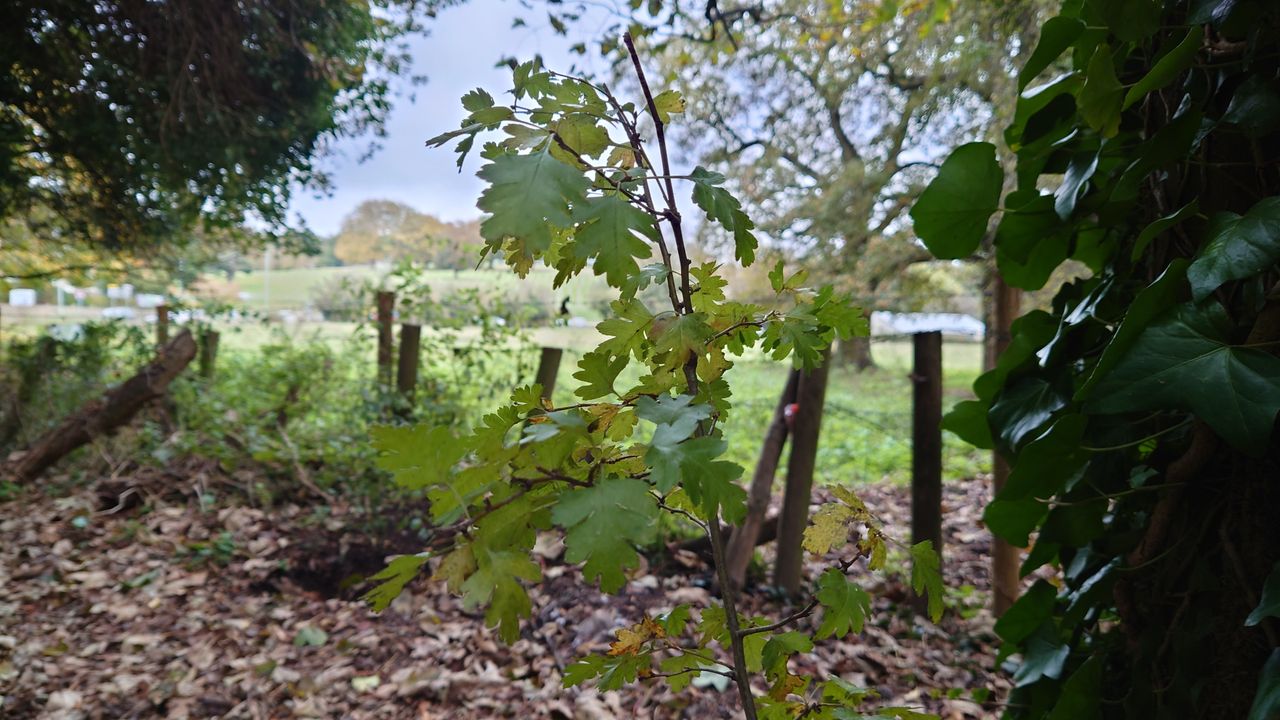 Sony Xperia 1 III camera test