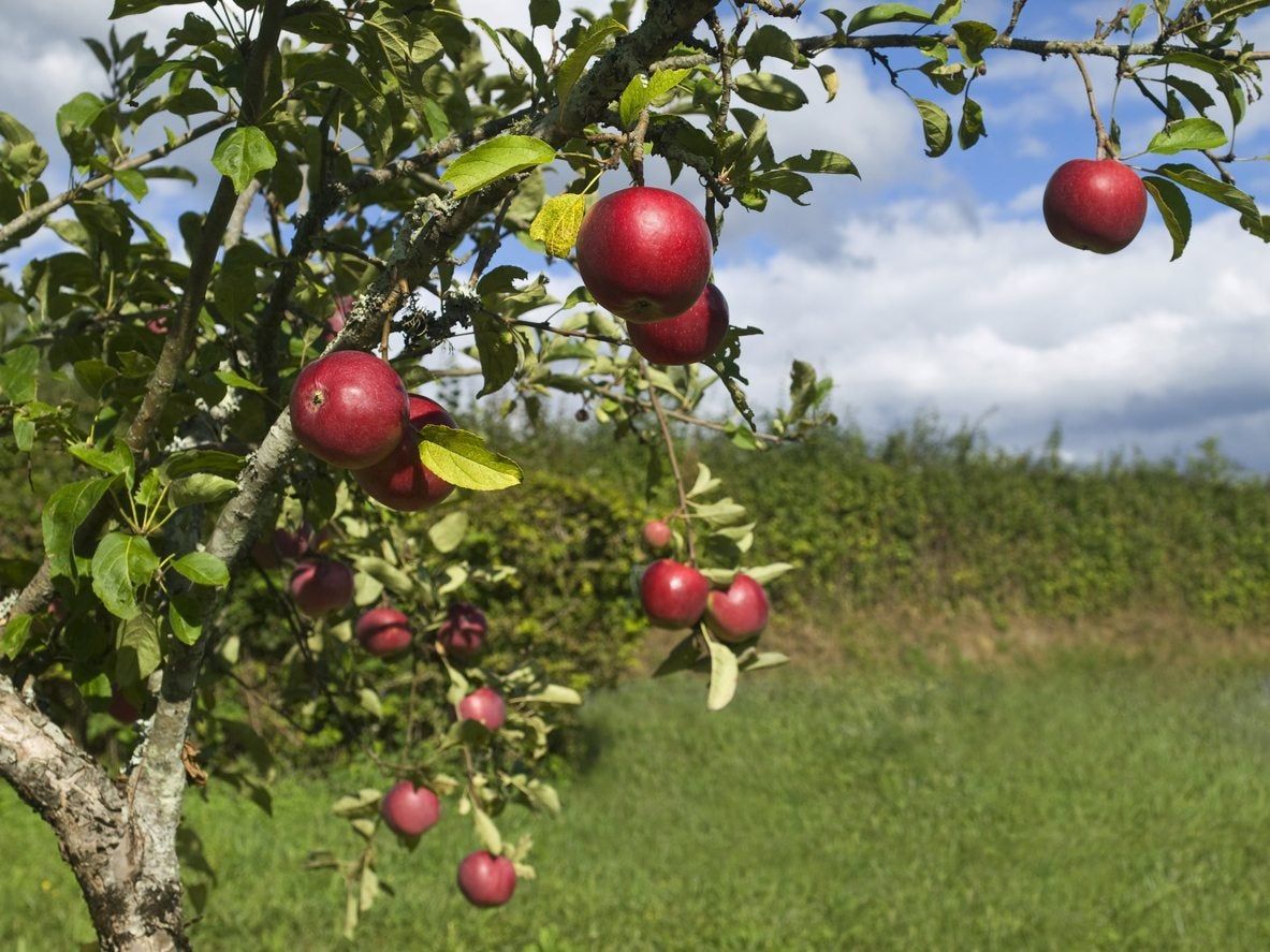 Apple Tree Full Of Red Apples