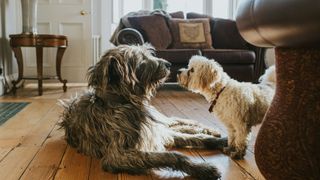 Two dogs looking at each other